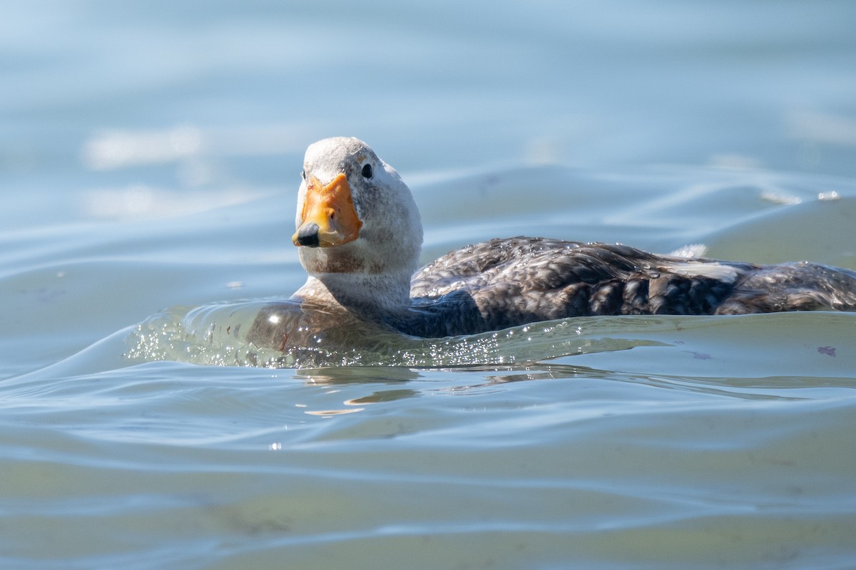 kachyně bělohlavá - ML645460296