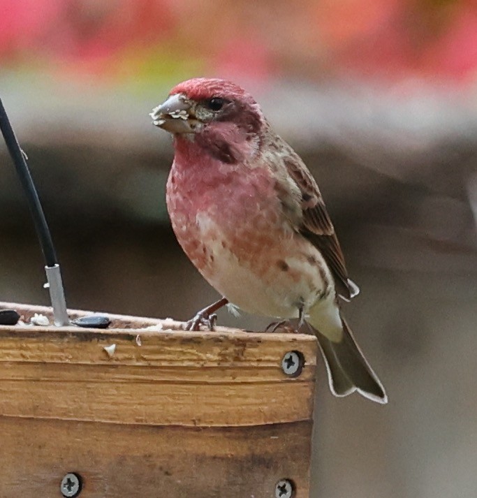 Purple Finch - ML645460299
