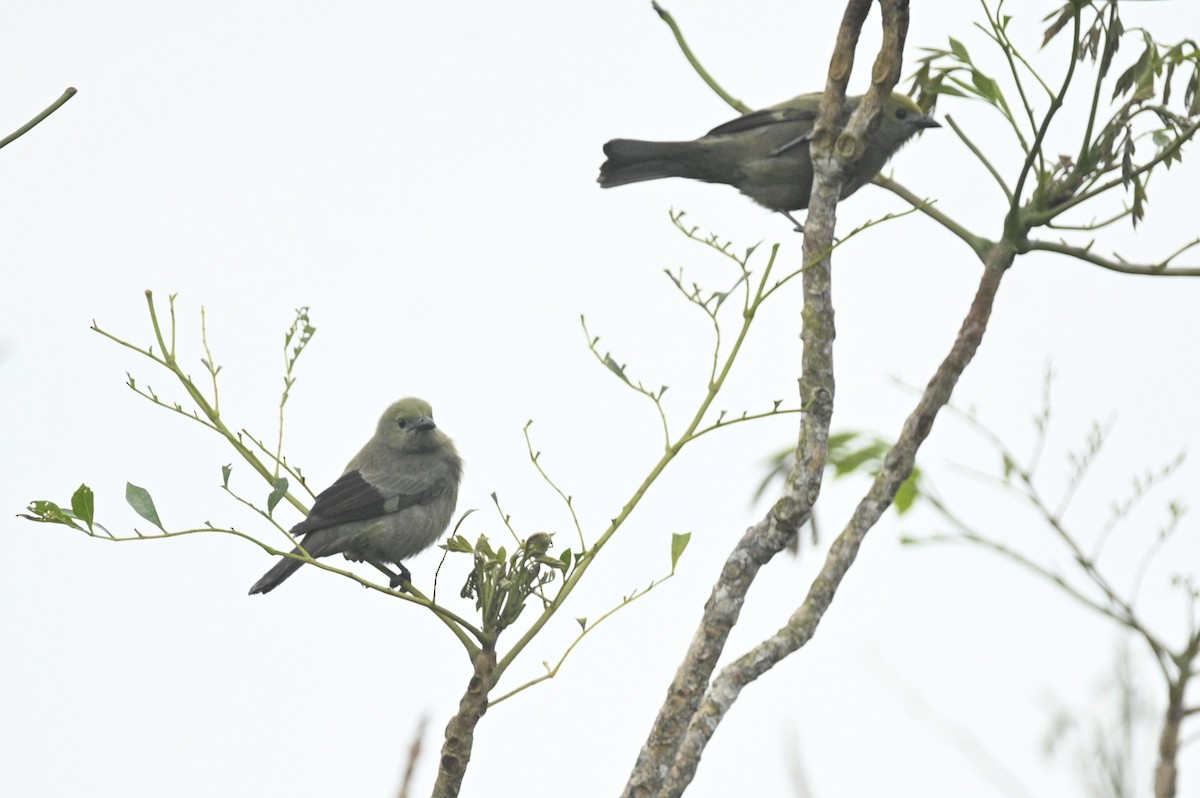 Tangara Palmera - ML645460308