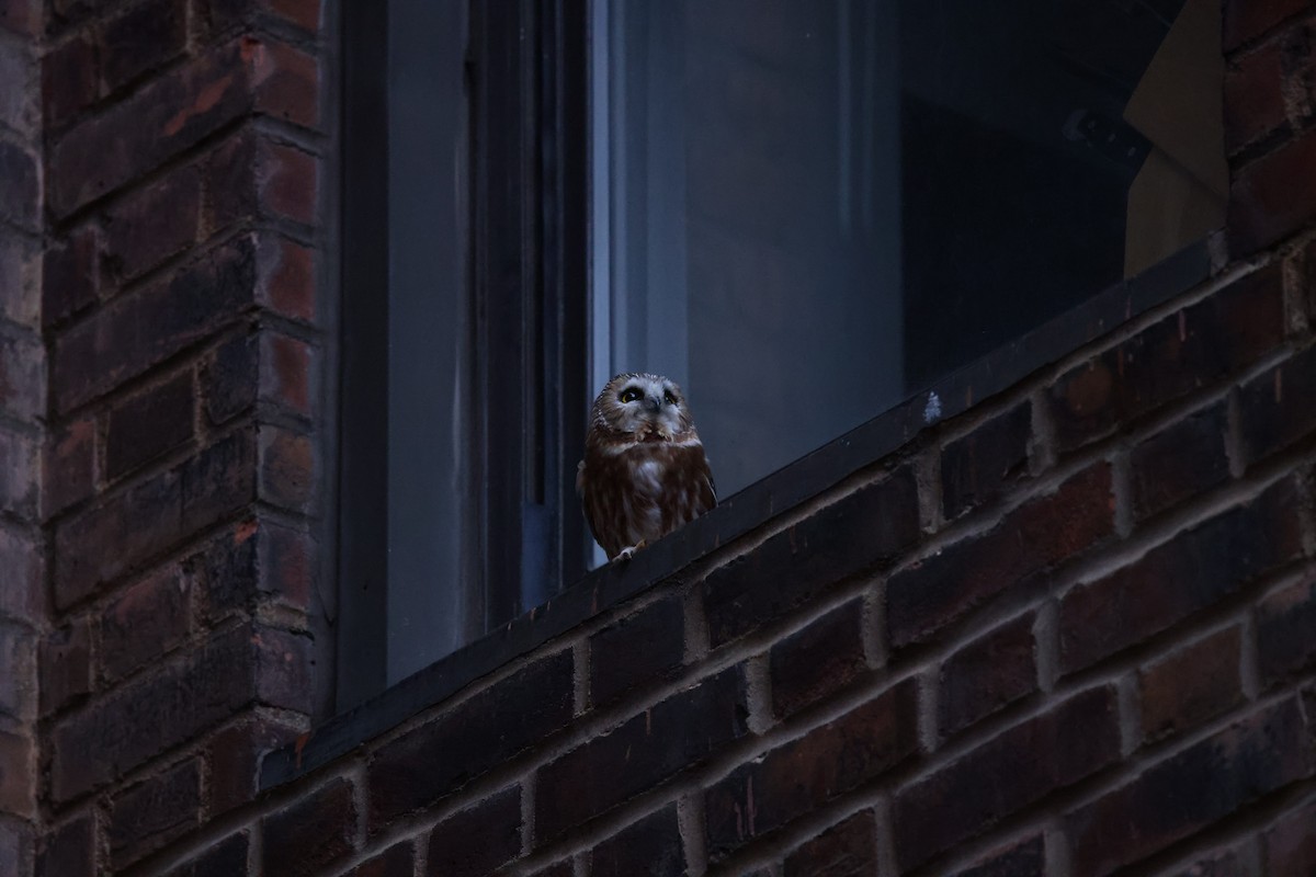 Northern Saw-whet Owl - ML645460309