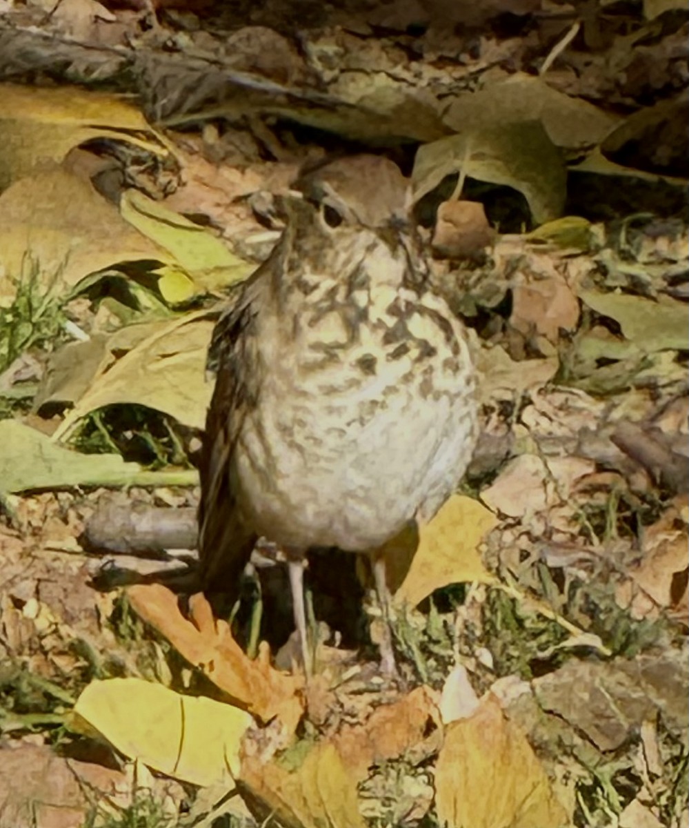 Hermit Thrush - ML645460313