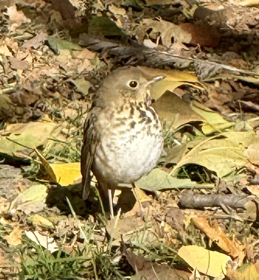 Hermit Thrush - ML645460314