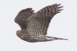 Cooper's Hawk - ML645460318