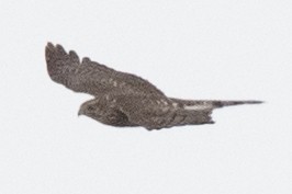 Cooper's Hawk - ML645460319