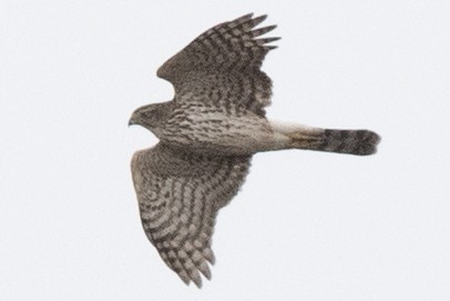 Cooper's Hawk - ML645460320