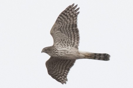 Cooper's Hawk - ML645460321