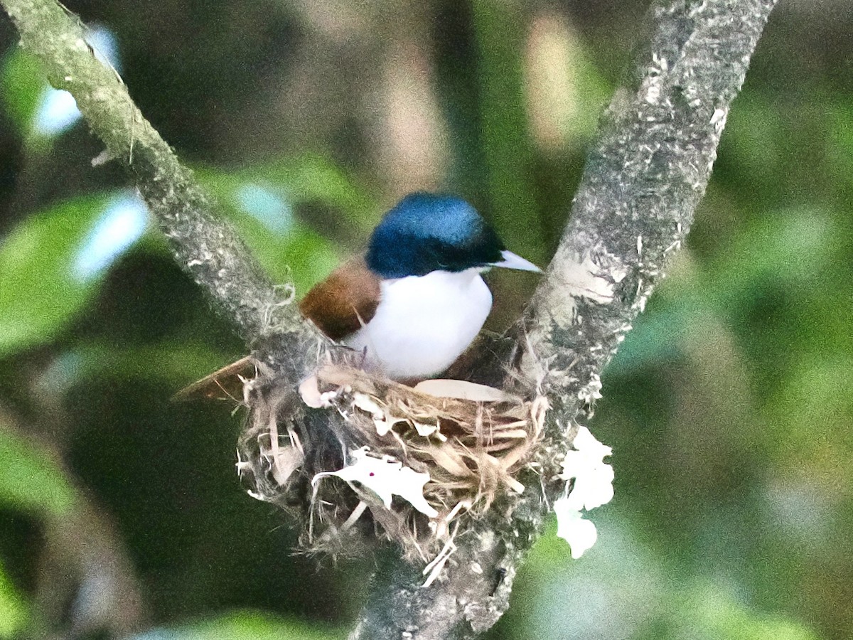 Shining Flycatcher - ML645460322