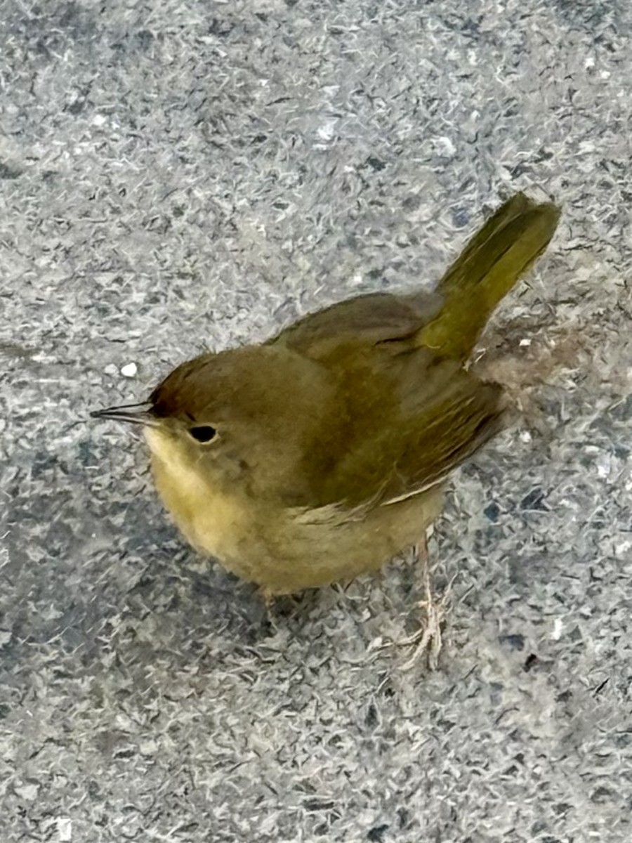 Common Yellowthroat - ML645460331