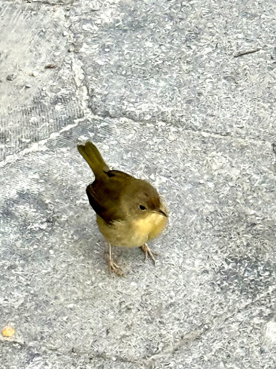 Common Yellowthroat - ML645460332