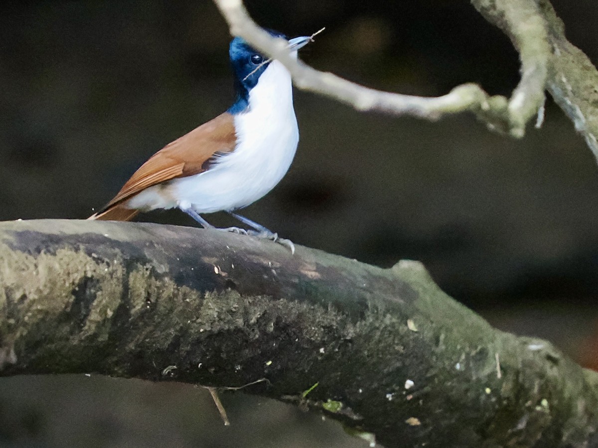 Shining Flycatcher - ML645460337