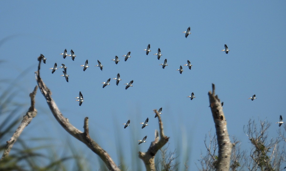 American White Pelican - ML645460345