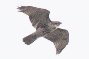 Red-tailed Hawk - ML645460347