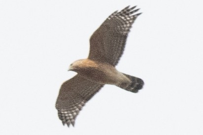 Red-shouldered Hawk - ML645460354