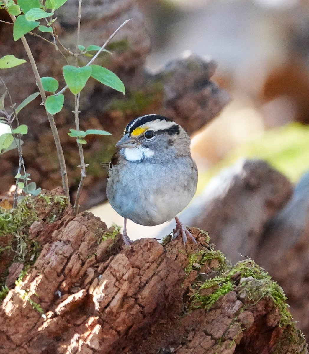 White-throated Sparrow - ML645460355