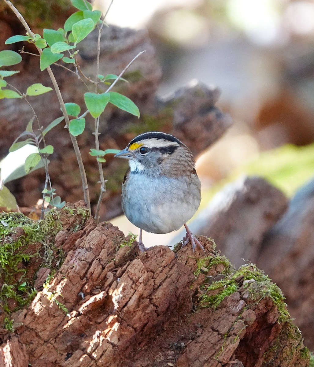White-throated Sparrow - ML645460356