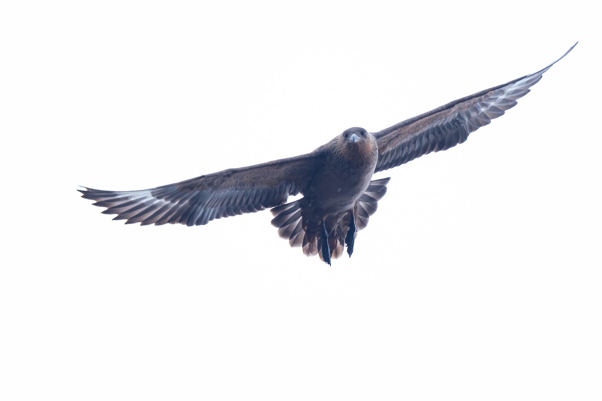 Chilean Skua - ML645460359