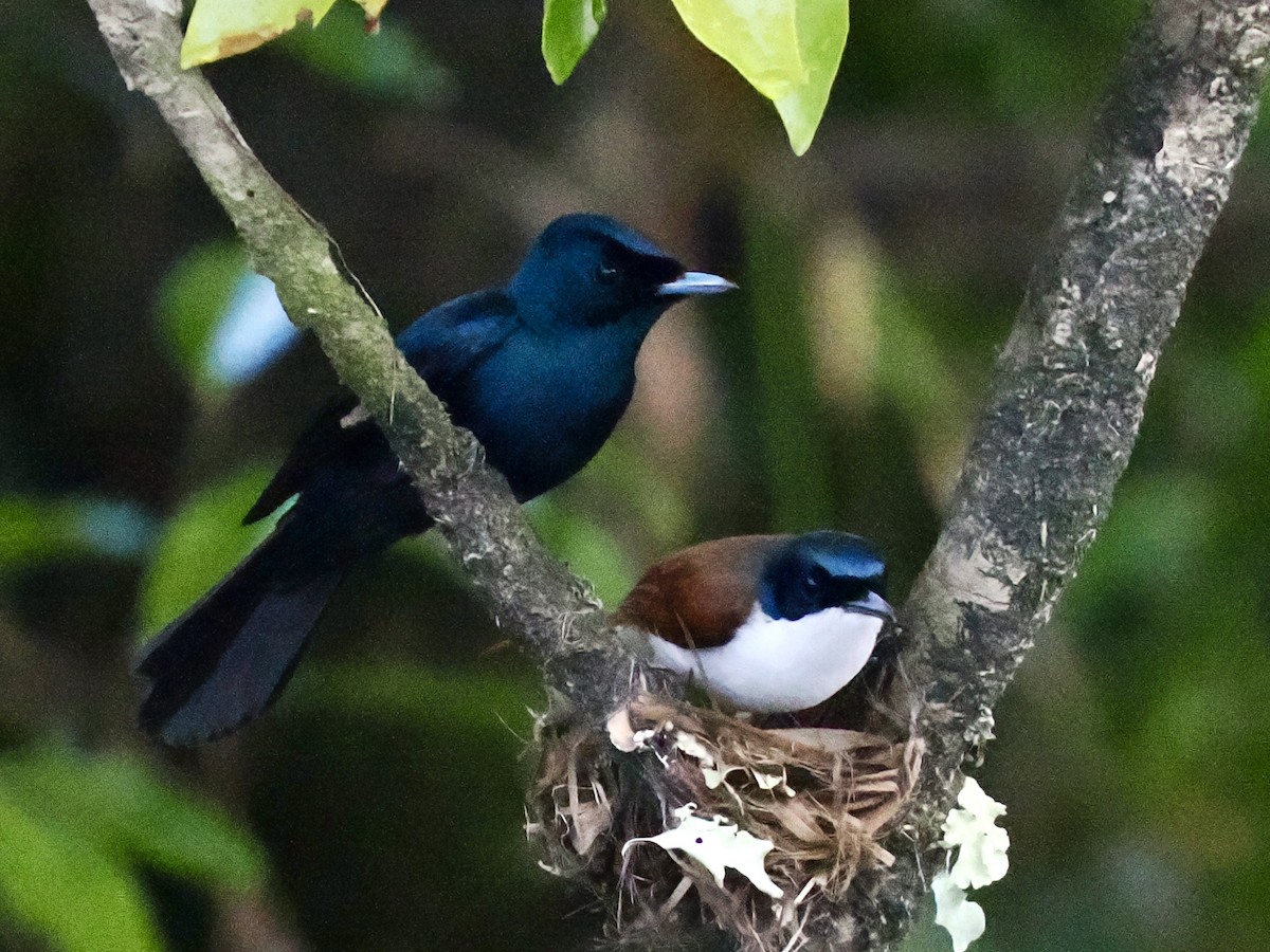 Shining Flycatcher - ML645460361