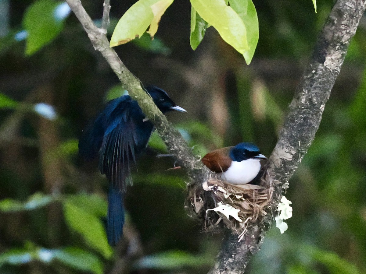 Shining Flycatcher - ML645460362