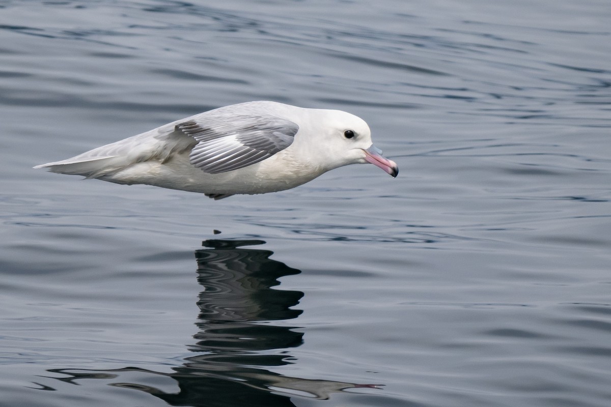 Southern Fulmar - ML645460369