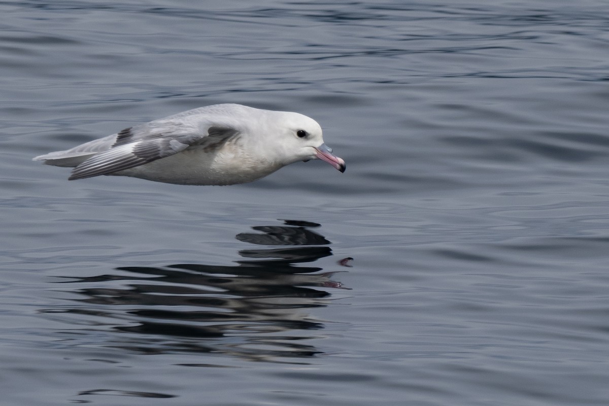 Southern Fulmar - ML645460370