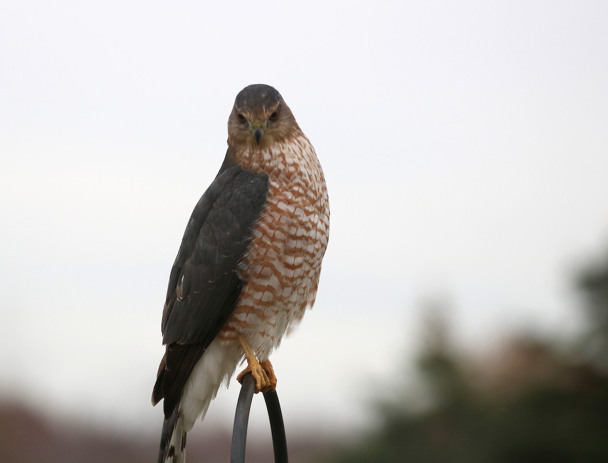 Cooper's Hawk - ML645460375