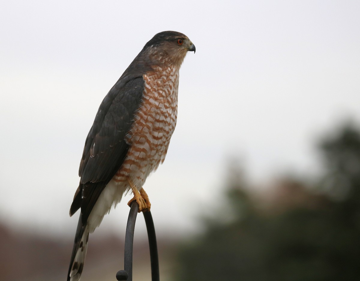 Cooper's Hawk - ML645460376