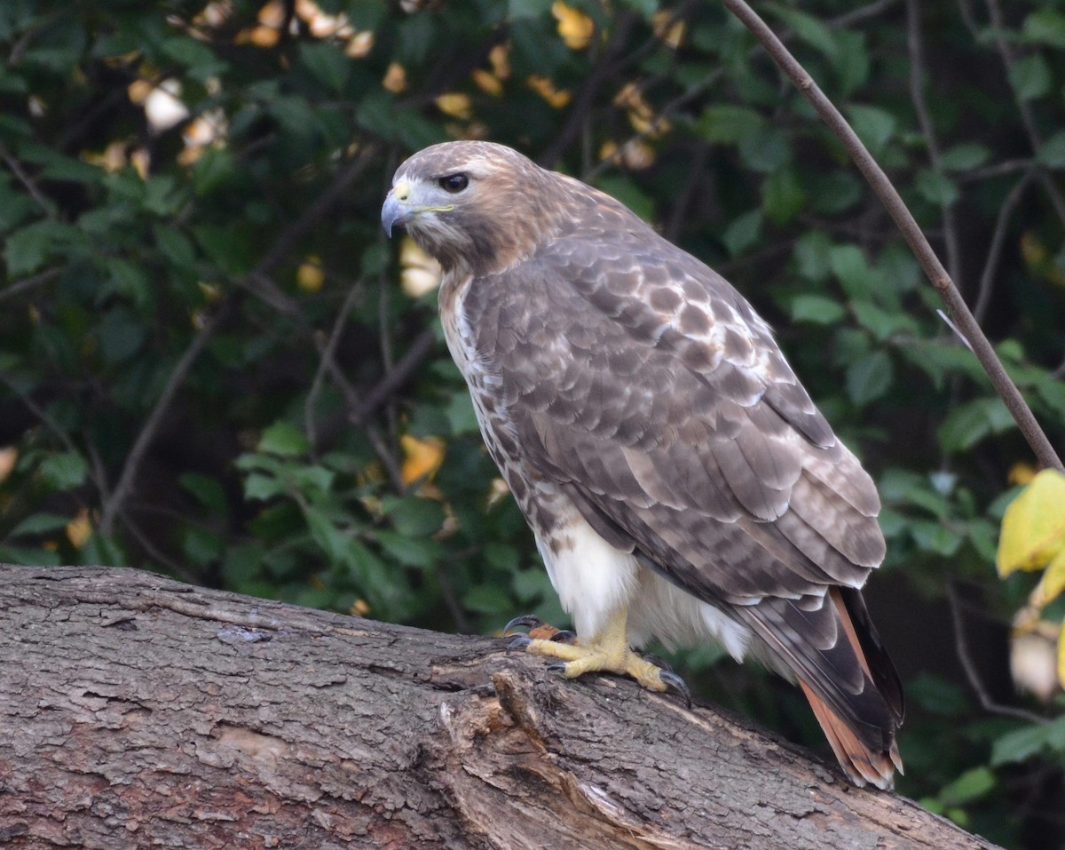 Red-tailed Hawk - ML645460377