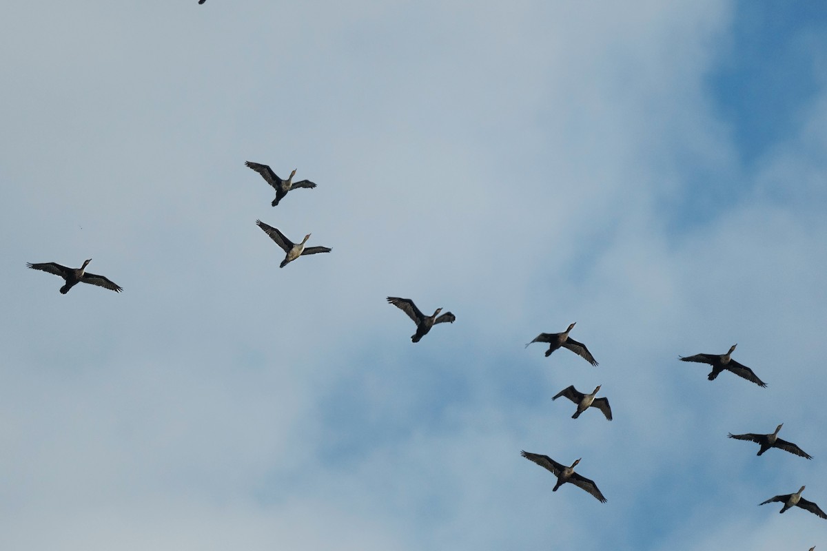 Double-crested Cormorant - ML645460378