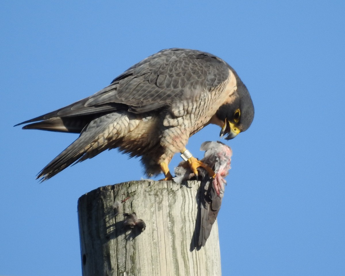 ハヤブサ - ML645460380