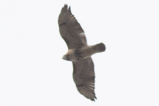 Red-tailed Hawk - ML645460381