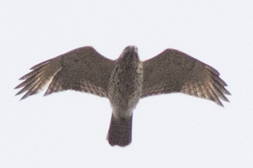 Red-shouldered Hawk - ML645460383