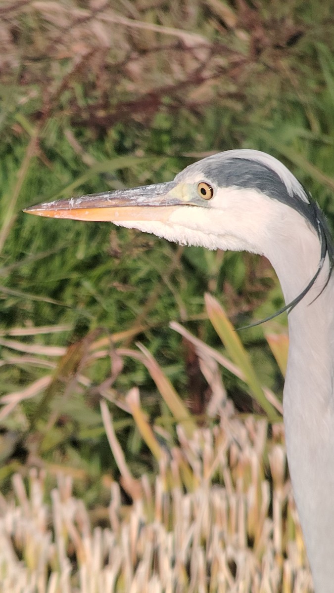 Gray Heron - ML645460384
