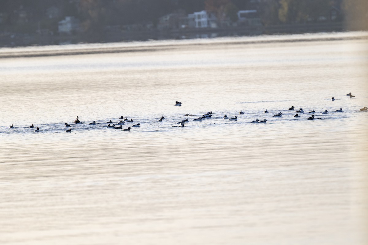 Bufflehead - ML645460385