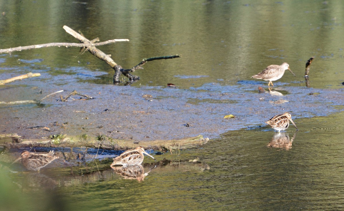Wilson's Snipe - ML645460386