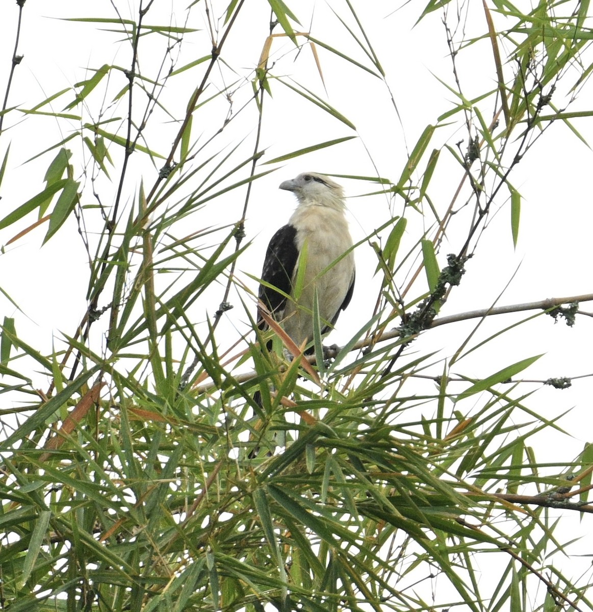 Yellow-headed Caracara - ML645460387
