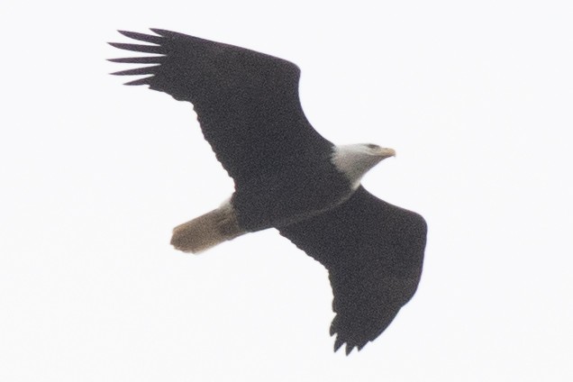 Bald Eagle - ML645460389