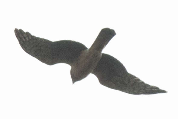 Northern Harrier - ML645460390