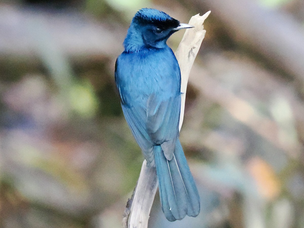 Shining Flycatcher - ML645460401