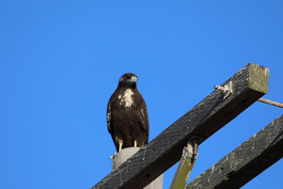 White-tailed Hawk - ML645460408