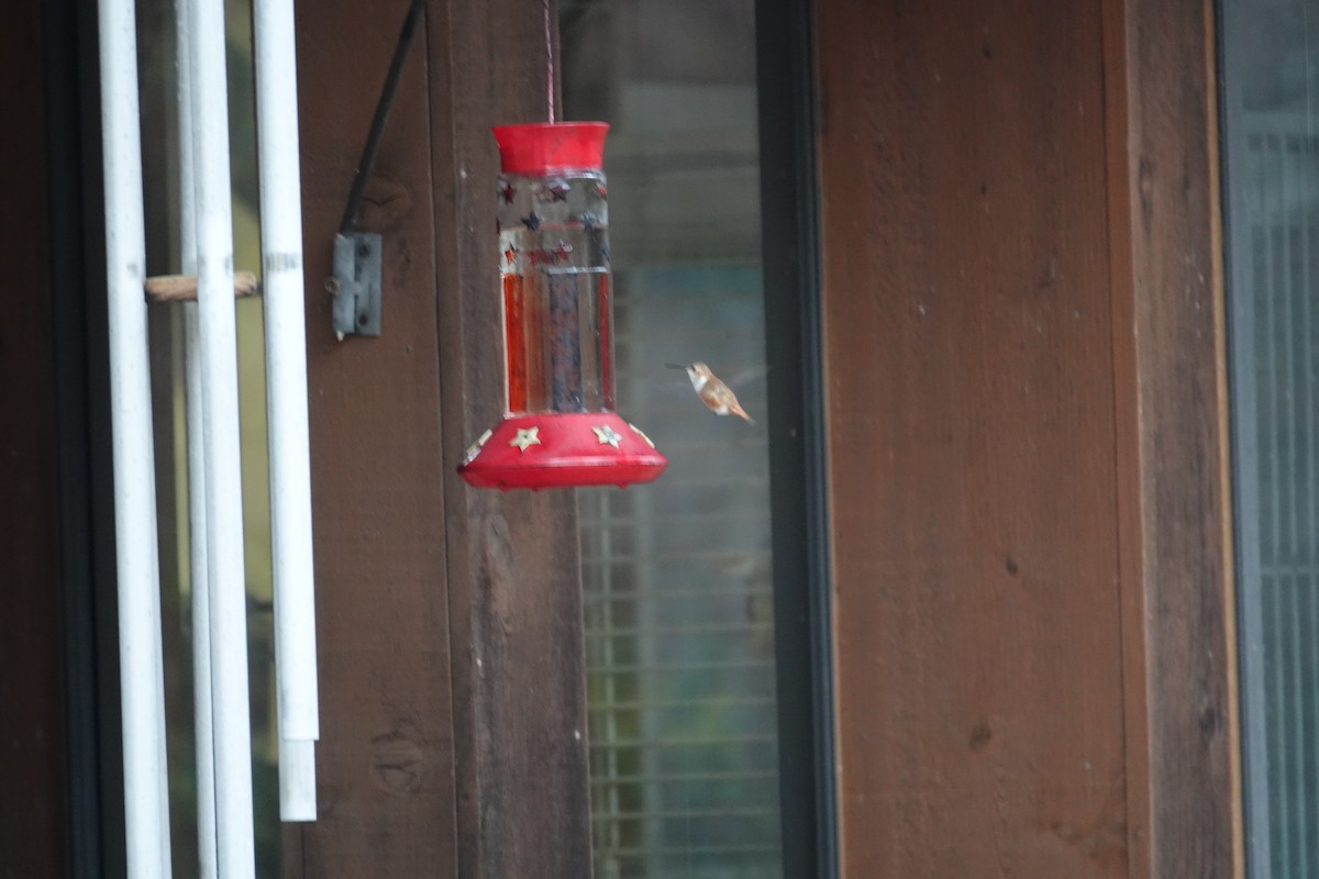 Rufous Hummingbird - ML645460411