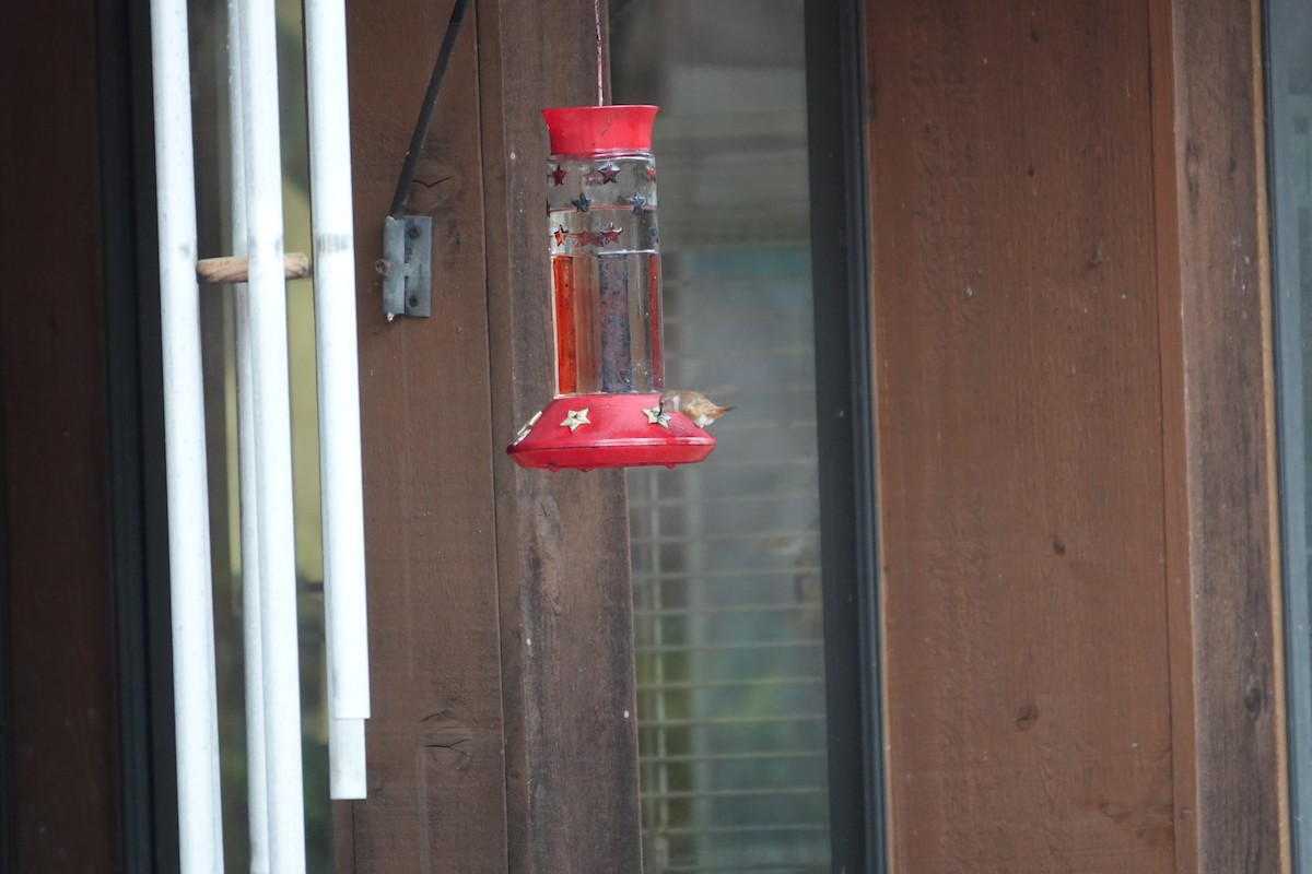 Rufous Hummingbird - ML645460413