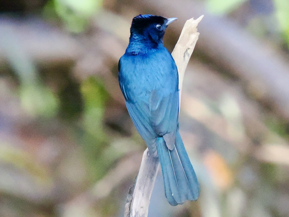 テリヒラハシ - ML645460415