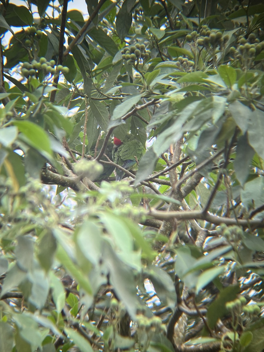 ヒガシラインコ - ML645460416