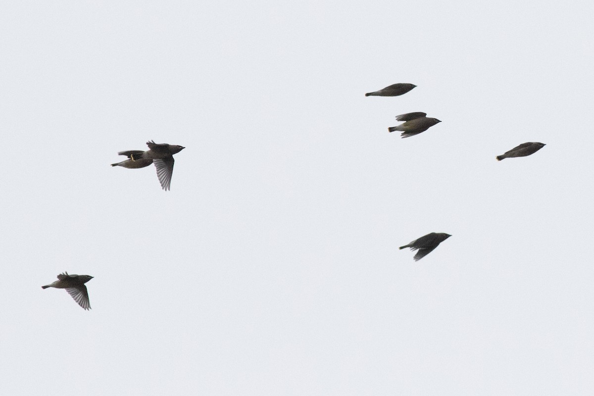 ヒメレンジャク - ML645460417