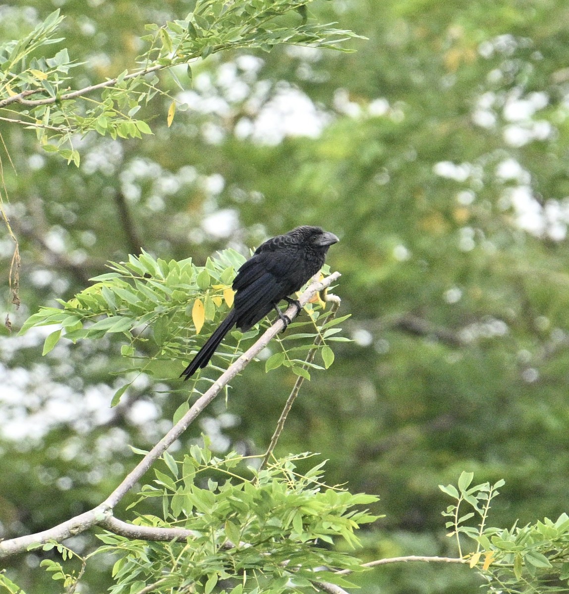 オオハシカッコウ - ML645460418