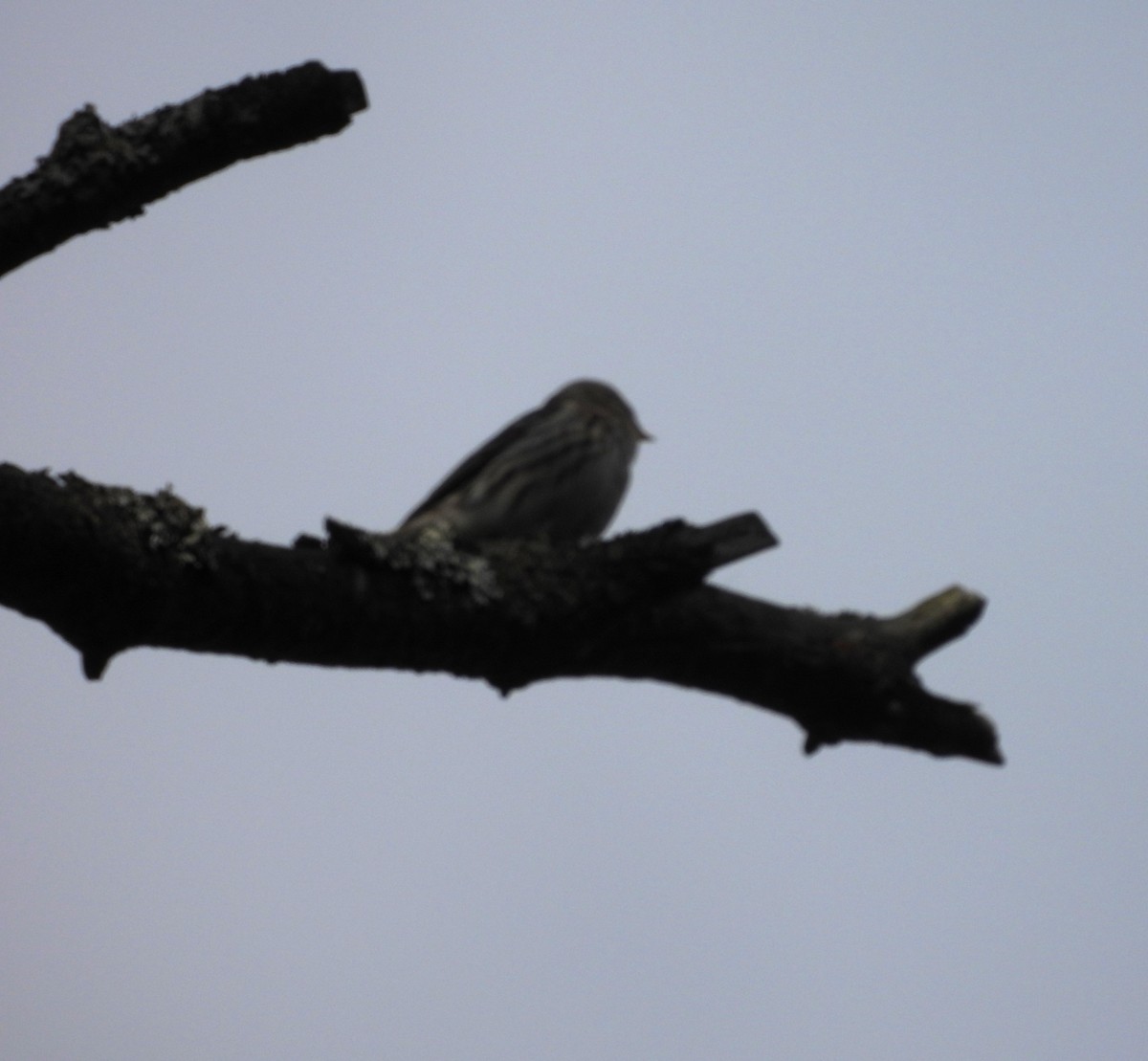 ベニヒワ - ML645460419