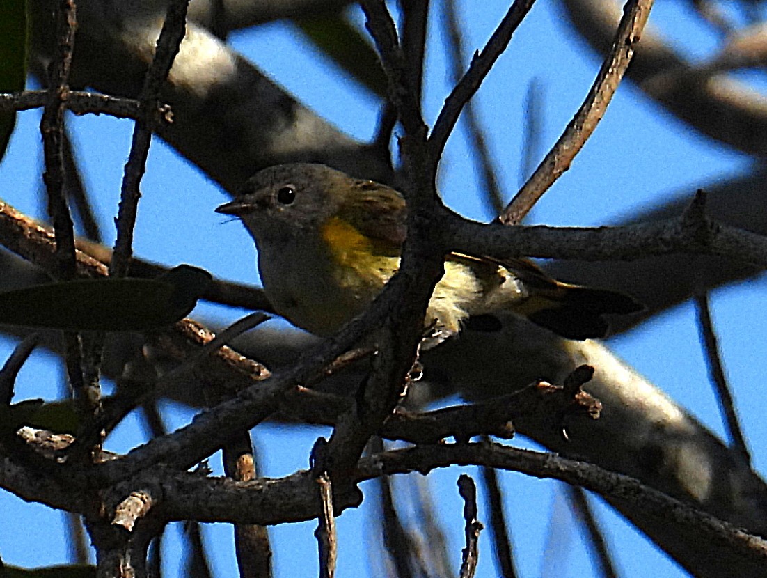 Горихвостковая древесница - ML645460423