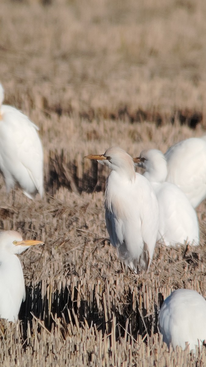 ニシアマサギ - ML645460424
