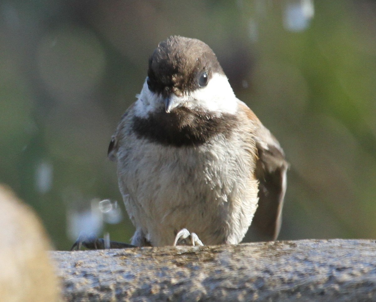 クロイロコガラ - ML645460425