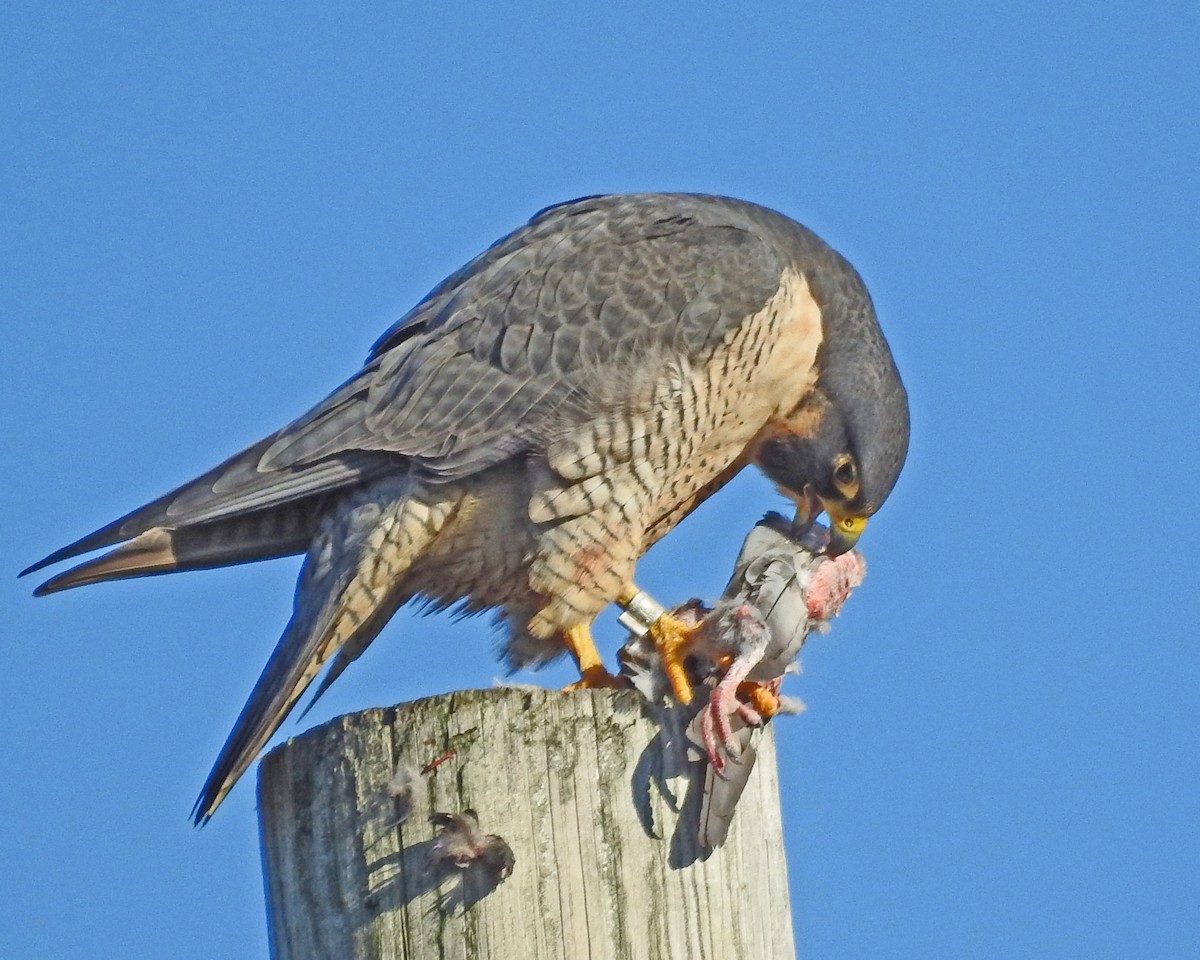 ハヤブサ - ML645460426